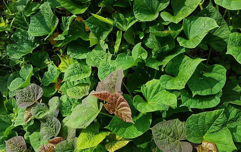 農(nóng)業(yè)農(nóng)村部常務會議聚焦部署糧油作物大面積單產(chǎn)提升工作